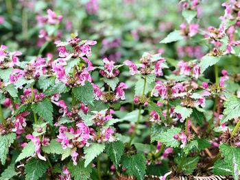 Close-up of pink flowering plant