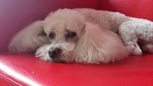 Close-up of dog resting on sofa