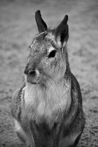 Close-up of lion looking away on field