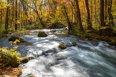 Stream flowing in forest