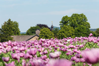 Close-up of pink flowering plants against sky