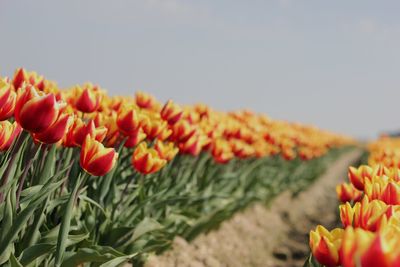 Close-up of red flowering plant