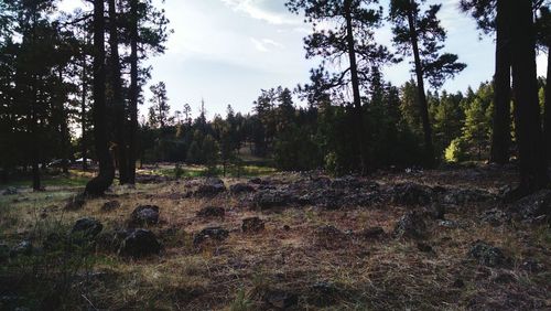 Trees in forest against sky