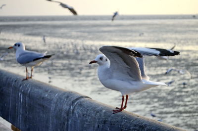 Seagull perching on a beach