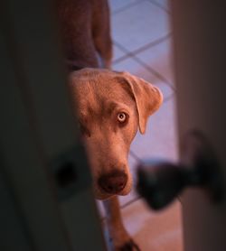 Close-up portrait of dog at home