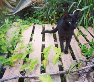 Cat amidst plants in water