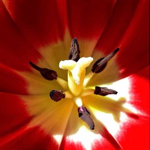 Full frame shot of yellow flower