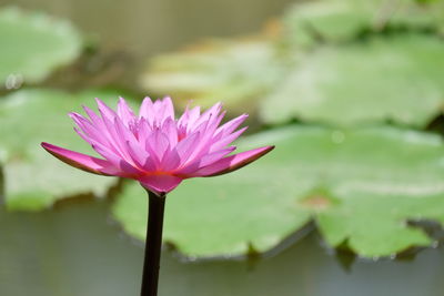 Close-up of pink lotus water lily