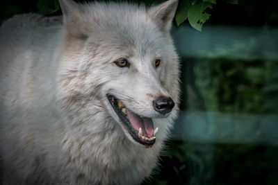 Close-up of dog looking away