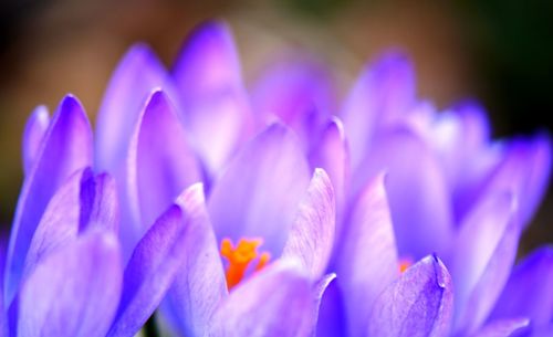 Close-up of purple crocus flowers