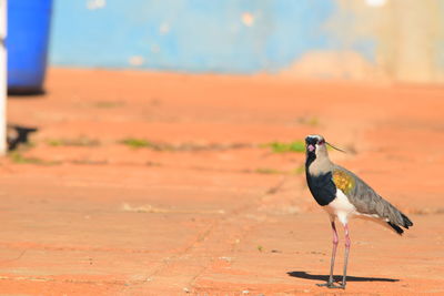 Close-up of bird perching on land