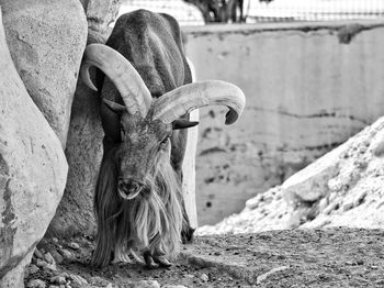 Panoramic shot of an animal that looks straight to the camera