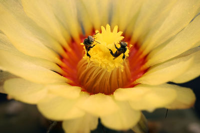 Close-up of insect on yellow flower