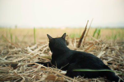 Black cat sitting on field