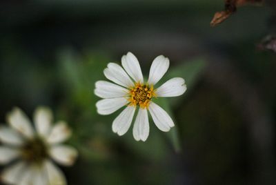 Close-up of white daisy flower