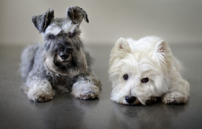 Portrait of miniature schnauzer and west highland white terrier dog on polished concrete floor