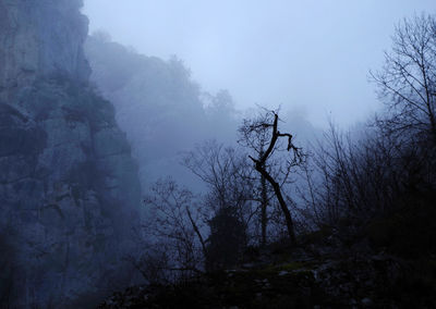 Bare trees in foggy weather