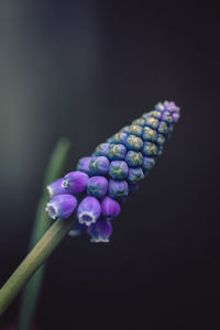 Close-up of purple buds