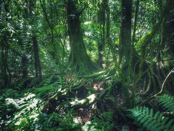View of trees in forest