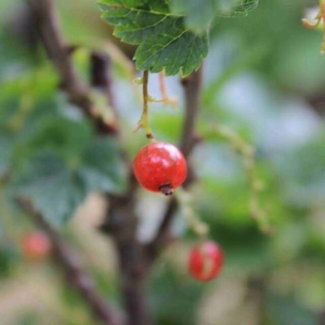 CLOSE-UP OF RED BERRIES ON TREE