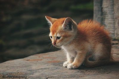 Close-up of cat sitting outdoors