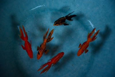 High angle view of starfish in water