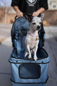 Close-up of dog