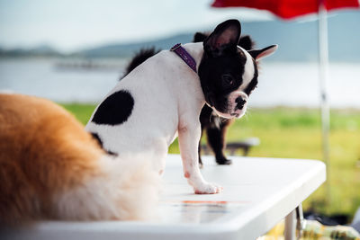 Close-up of a dog with cat