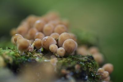 Close-up of plant