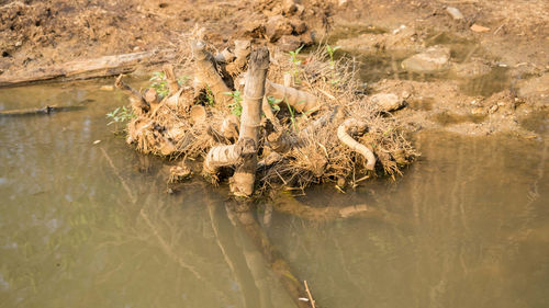 High angle view of crocodile in the lake