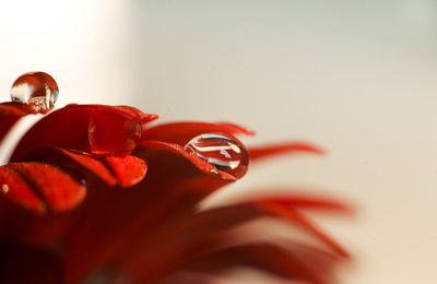 Close-up of red flowers