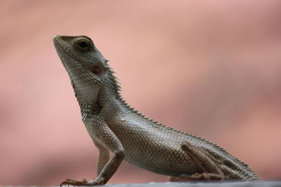 Close-up of lizard