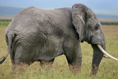 Side on portrait of wild elephant loxodonta africana in ngorongoro crater, tanzania.