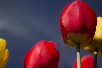 Close-up of red poppy blooming against sky