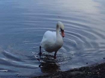 Swan swimming in lake