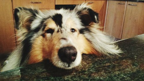 Close-up portrait of dog lying down