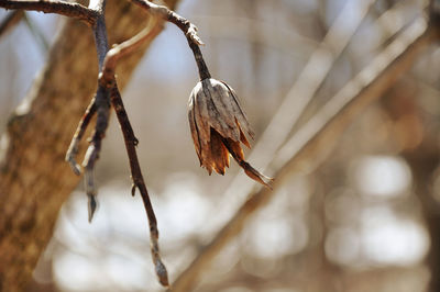 Close-up of dry seed pod on branch