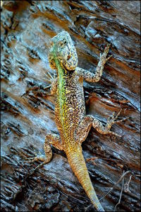 High angle view of lizard on tree