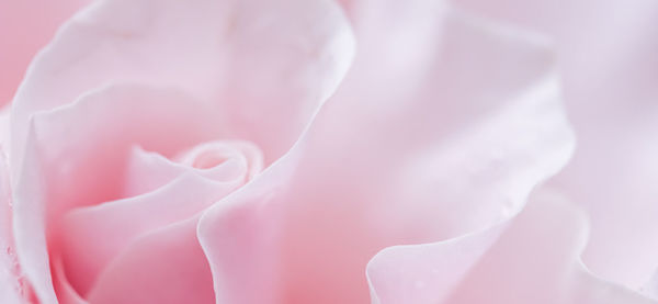 Close-up of white rose