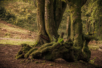 Close-up of tree