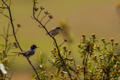 Bird perching on a plant