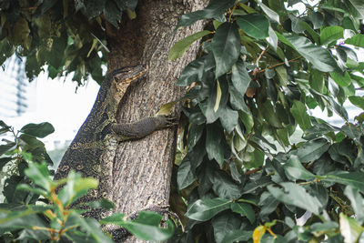 Low angle view of lizard on tree