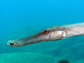 Close-up of fish swimming in sea