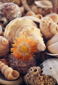 High angle view of shells
