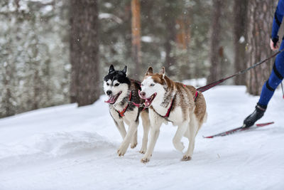 Dog running on snow covered landscape during winter