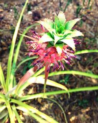 Close-up of flower blooming in field