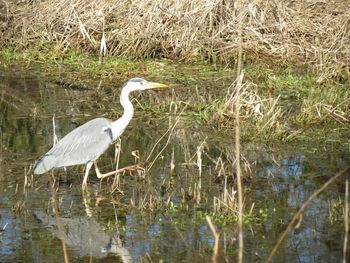 Reflection of birds in water