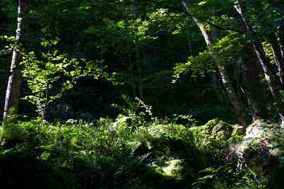 Plants and trees in forest