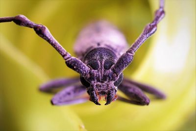 Extremely detailed macro portraits of the face of longhorn beetle