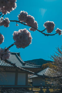 Low angle view of tree against sky